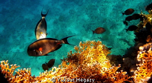 Sohal surgeonfish  &Fire coral by Yakout Hegazy 